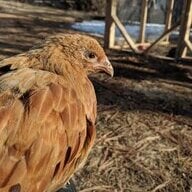 mountainchickens