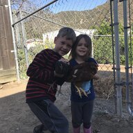 NewChixFarm36