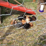 ChickenLover520