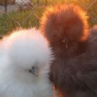 ILoveSilkieChickens