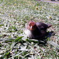 chickendude12