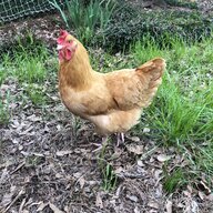 southern chooks