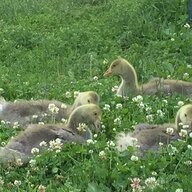 N ID Goose mom