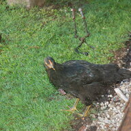 CHICKENLOVER747-8i