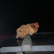 WhiteMtsChickens