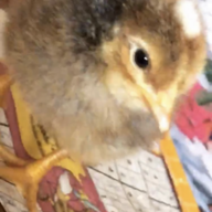 pixieschickens