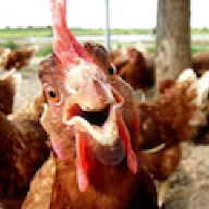MainelyChicks85