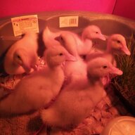 Ducklingbabys