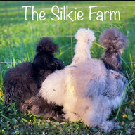 The_Silkie_Farm