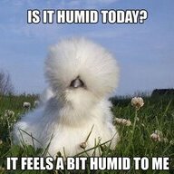 silkie geek