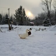 Quackpack22