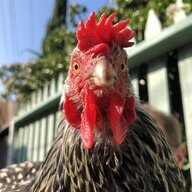 LA Farmer