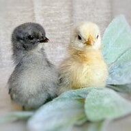 spoiledchickie