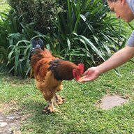 Tico Chickens