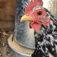 Libby the Chicken