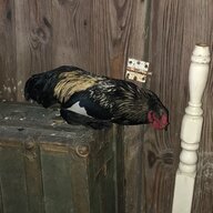 Newchickenmon