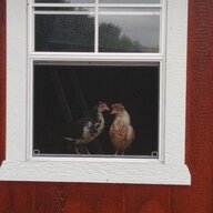 Chicks n Pipes