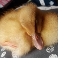 BlueLovesBabyDucks