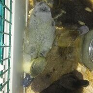 Starter Flock