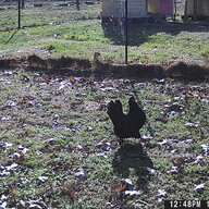 Fluffy Hens