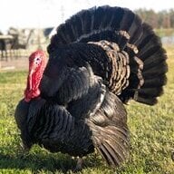 Banjotheturkey