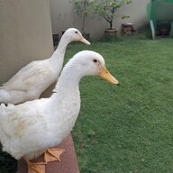 Googoogaagaa