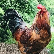 ChickinChance