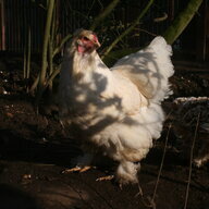 kateskookychooks