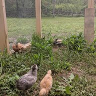MotherOfChickens99