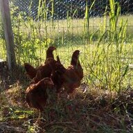 Chickymama2u