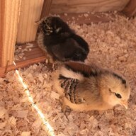 Beezchickens