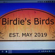 Birdies Birds