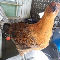 ChickStavie