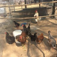 KZN Chicken farmer