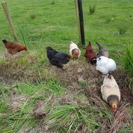 Linul farm