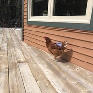 ChickenLady1980