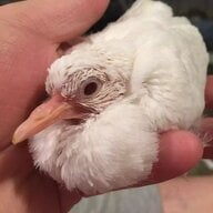 LaughingDove