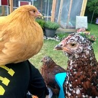 TheTitanHens