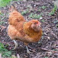 six_chooks_for_now