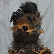 AuntieWeasel