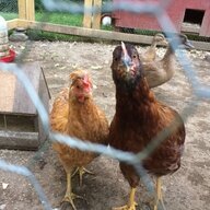 Chickenlaady