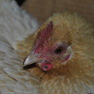 grayjay11o
