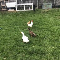 DuckFrenzy247