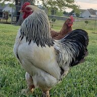chickentender18