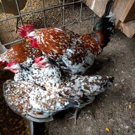 Cedar Ridge Farm