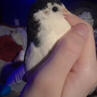 Tolko the Button