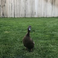MamaNoodleDuck