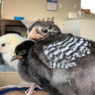ChickenLove3