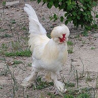 LadyGagasAuntie