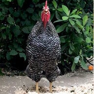theroosternamedrooster